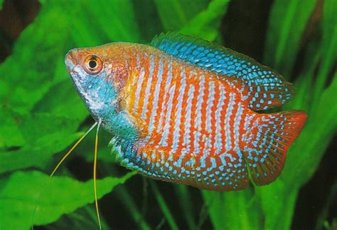 gourami, Tropical, Fish Wallpapers HD / Desktop and Mobile Backgrounds