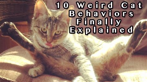 Weird Cat Behavior