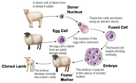 Dolly The Cloned Sheep Diagram