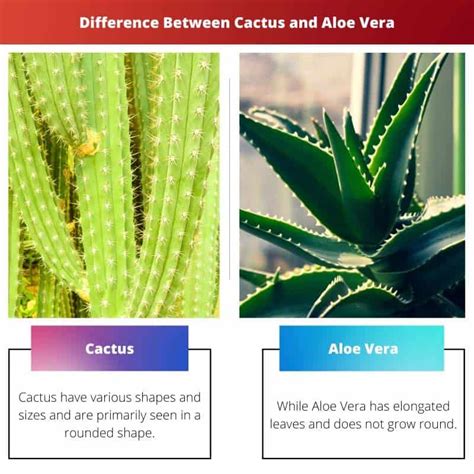 Cactus vs Aloe Vera: Difference and Comparison