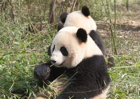 Giant Panda Behavior - AnimalBehaviorCorner