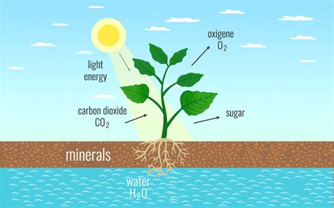 Class 11 Photosynthesis in Higher Plants - Leverage Edu