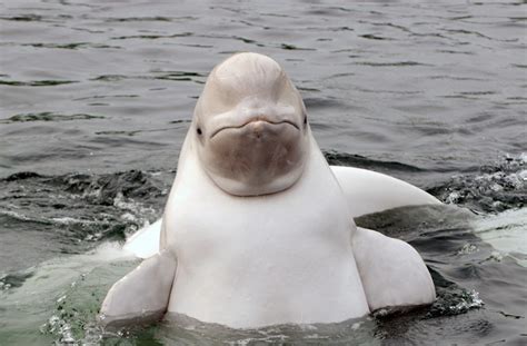 Baby beluga whales play with scuba divers