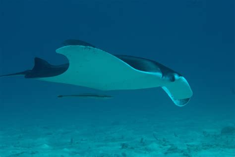 Rays of Hope: Strengthening Conservation Efforts for Manta Rays | Dutch Caribbean Biodiversity ...