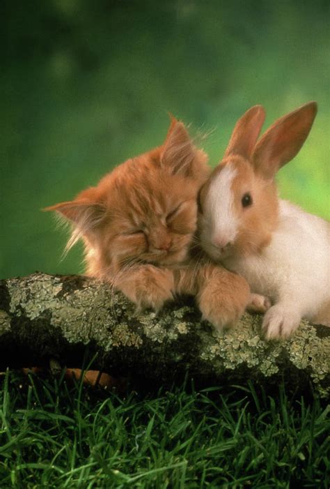 Fs392 Cat Rabbit Little Friends Photograph by Art House Design - Pixels