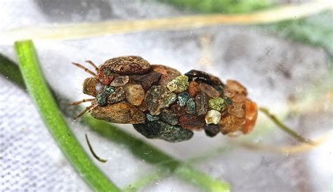 The Ornate Protective Cases of Caddisfly Larvae » TwistedSifter