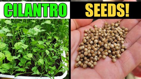 How To Harvest And Save Cilantro Or Coriander Seeds - YouTube