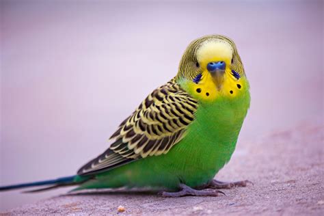 8 Top Green Parrots to Keep as Pets