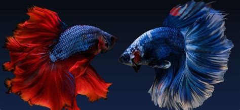 Halfmoon Betta Fish - Lifespan, Care Guides And More!