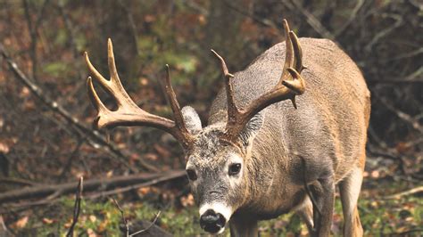 Big Whitetail Buck Wallpaper - WallpaperSafari