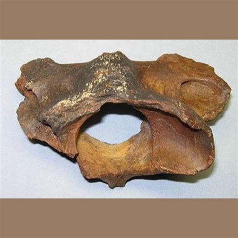 American Lion Atlas Fossil - Fossils for Sale | Paleo Enterprises