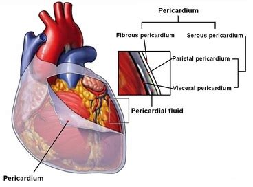 Serous pericardium - Appearance, Pictures, Anatomy and Functions - Bodterms