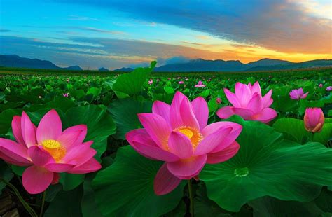 Pink Lotus Wallpapers - Top Free Pink Lotus Backgrounds - WallpaperAccess