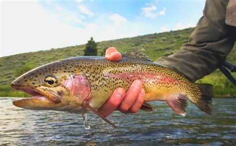 When Do Rainbow Trout Spawn in Your State? (Explained)