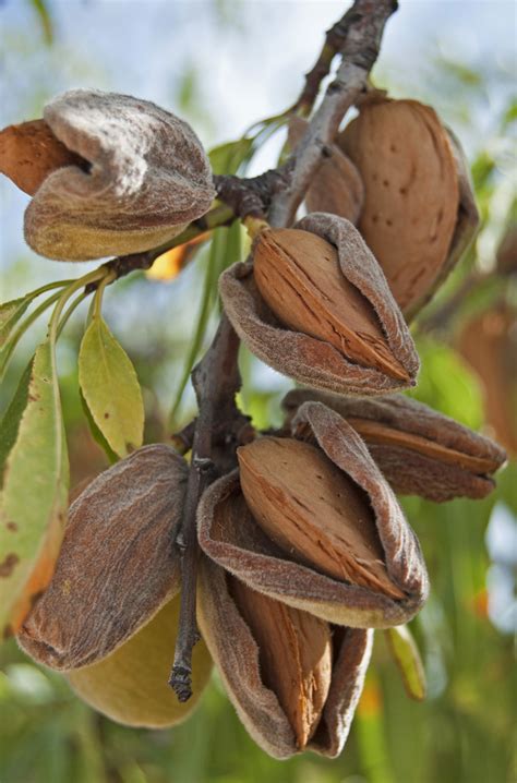 All-In-One Almond Tree | Ison's Nursery & Vineyard