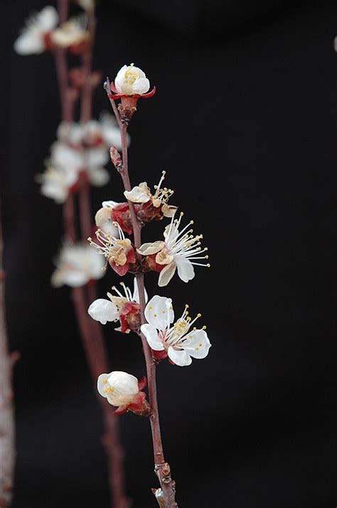 Chinese Apricot (Prunus armeniaca 'Chinese') in Denver Centennial ...