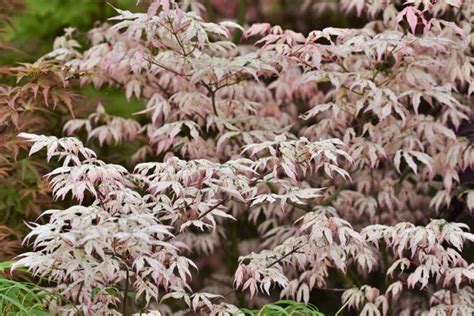 Acer palmatum 'Ukigumo' (Japanese Maple)