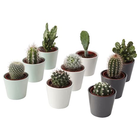 CACTACEAE plant with pot, cactus/assorted species plants, 2 ¼" - IKEA