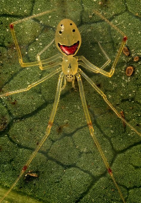 'Happy Face' spider gives a positive spin to the much-feared world of arachnids | Daily Mail Online