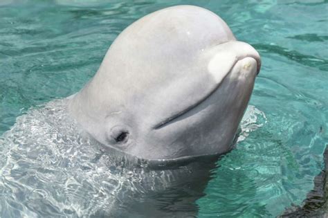 Mystic Aquarium initiative to bring beluga whales from Canada draws excitement, criticism