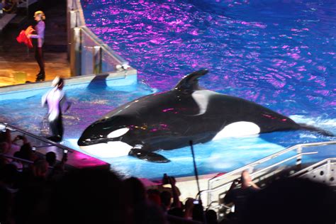 Whats Your Favorite Seaworld Animal? Poll Results - Seaworld - Fanpop