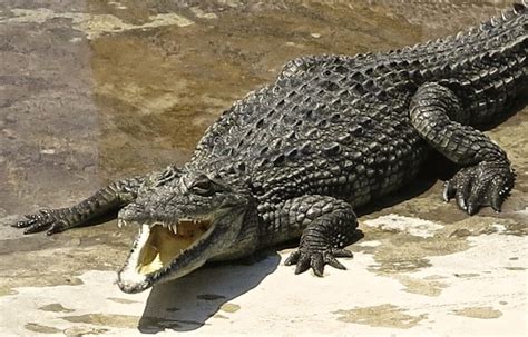 8 Oldest Crocodiles in The World - Oldest.org