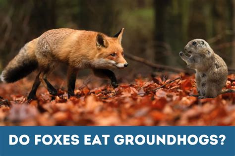 Do Foxes Eat Groundhogs? "Foxes' Foxy Feast