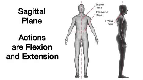 Sagittal Plane Movements