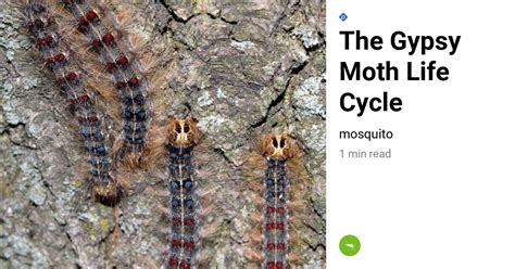 The Gypsy Moth Life Cycle - Mosquito Toronto