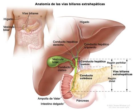 Escrupuloso Distribuir Para construir anatomia del higado y vesicula biliar Labe léxico aborto