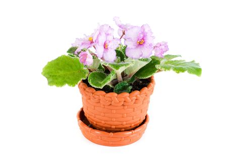 Propagation By Leaf - African Violet Care – Perfect Violets