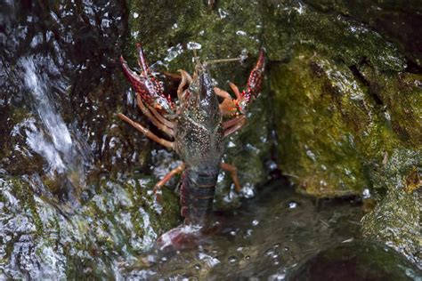 Information About Crayfish Habitat, Along With Some Fun Facts - Animal Sake