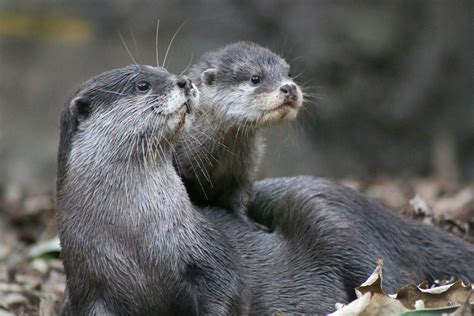 10 facts you might not know about the adorable otter | by Taronga Conservation Society Australia ...