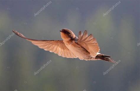 Bird, swallow on flying — Stock Photo © TTstudio #113829802