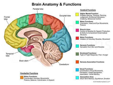 Pin on Neuroscience Fun