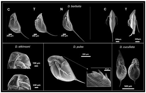 Freshwater Zooplankton Identification