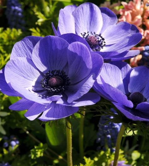 Anemone Giant Blue Poppy (Single)