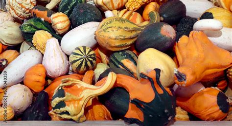 pumpkins and gourds Stock Photo | Adobe Stock