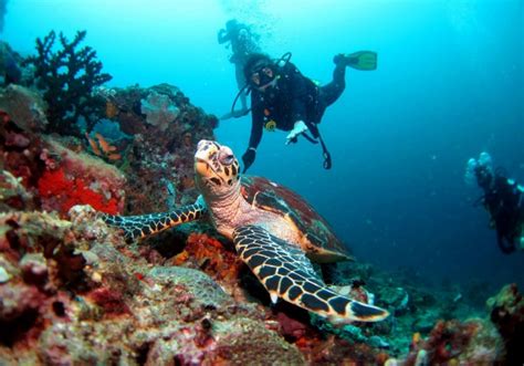 Anilao Diving Tour in Batangas | With Transfers from Manila