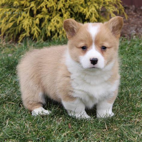 Corgi Puppies For Sale • Adopt Your Puppy Today • Infinity Pups