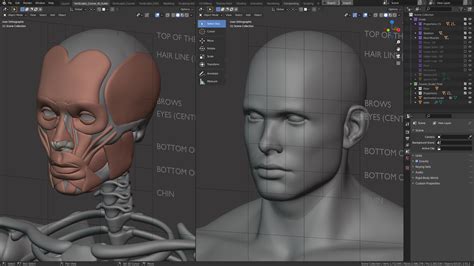 Anatomy and Form in Blender - Sculpting Course - Blender Market