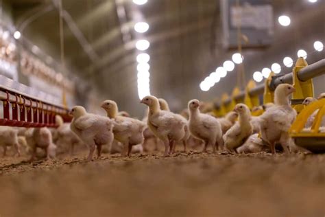 Maximizing Efficiency: How to Optimize Chicken Farm Operations