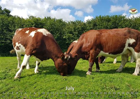 Official breed representation of Maine-Anjou cattle in Germany › Maine ...