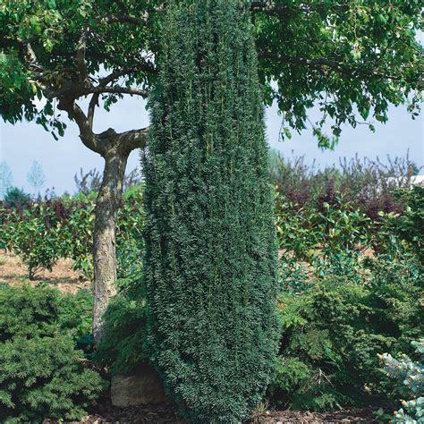 Taxus baccata Fastigiata Robusta | Plants2Gardens