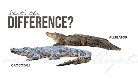 Caiman Alligator Crocodile Difference