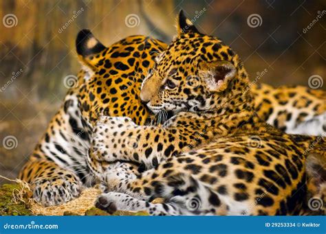 Jaguar Cubs stock photo. Image of eyes, feline, forest - 29253334