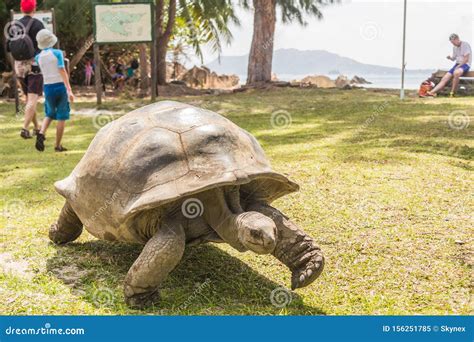 Aldabra Giant Tortoise, Turtle on the Beach Editorial Image - Image of park, ocean: 156251785