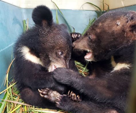 Five Moon Bear Cubs Rescued in One Day - Tenderly