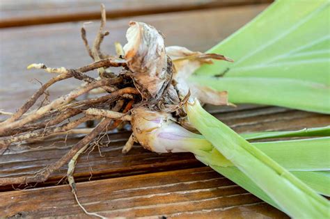 What to Know About Rhizomes and Plants