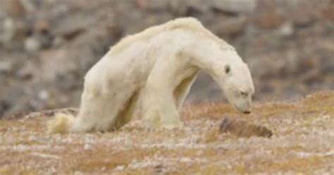 Video of starving polar bear is reminder we need to end climate change ...